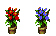 Potted Plants